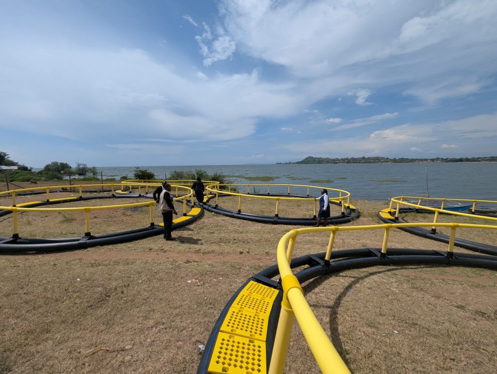 Scaling Up Aquaculture: Preparing for Cage Installation to Boost Fish ...